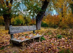 Opadłe liście obok ławki w parku