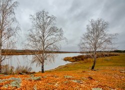 Jezioro, Brzozy, Drzewa, Jesień