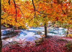 Rzeka, Drzewa, Jesień, Liście