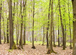 Opadłe liście pod drzewami w wiosennym lesie liściastym
