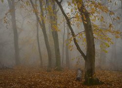 Las, Drzewa, Pożółkłe, Liście, Mgła, Jesień