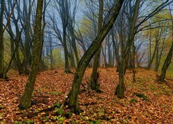 Opadłe liście pod drzewami