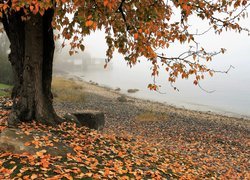 Mgła, Jesień, Drzewo, Opadłe, Liście, Jezioro