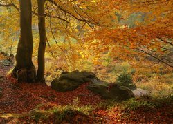 Jesień, Drzewa, Gałęzie, Opadłe, Liście, Kamień