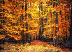 Opadłe liście pod jesiennymi drzewami w lesie
