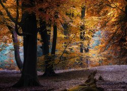 Las, Jesień, Drzewa, Pożółkłe, Liście