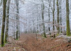 Opadłe liście pod oszronionymi drzewami przy leśnej drodze