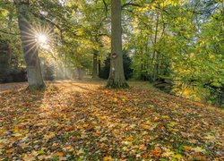 Park, Rzeka, Promienie słońca, Drzewa, Kolorowe, Liście