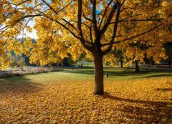 Jesień, Park, Drzewa, Żółte, Opadłe, Liście