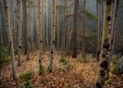 Opadłe liście pod topolami osikowymi w lesie