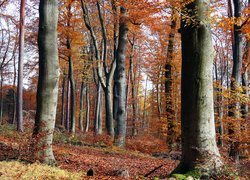 Opadłe liście pomiędzy wysokimi drzewami w jesiennym lesie