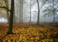Jesień, Las, Mgła, Drzewa, Liście, Opadłe