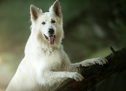 Pies, Biały owczarek szwajcarski, Konar