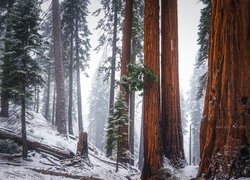 Las, Drzewa, Sekwoje, Zima, Park Narodowy Sekwoi, Kalifornia, Stany Zjednoczone