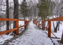 Oprószony śniegiem drewniany pomost w lesie