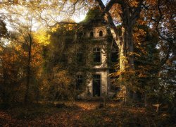 Opuszczony dom porośnięty bluszczem w jesiennym lesie