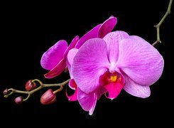 Orchidea z pąkami na ciemnym tle