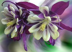 Kwiaty, Orlik, Odmiana William Guiness, Grafika