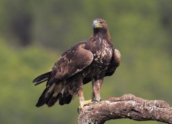 Ptak, Drapieżnik, Orzeł przedni, Szpony, Konar Orzeł przedni