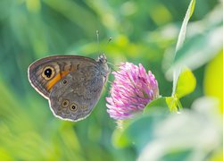 Motyl, Osadnik kostrzewiec, Kwiat, Koniczyna, Listki