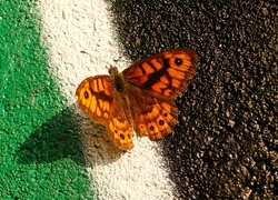 Owad, Motyl, Osadnik megera