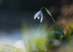 Osamotniony przebiśnieg