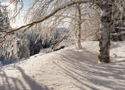 Zima, Śnieg, Wzgórze, Las, Brzoza, Gałęzie, Wschód słońca