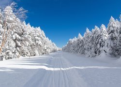 Japonia, Chino, Przełęcz Mugikusa Pass, National road 299, Zima, Las, Świerki, Droga