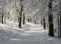 Ośnieżona droga i drzewa w słonecznym zimowym lesie