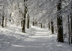 Zima, Las, Droga, Ośnieżone, Gałęzie, Drzewa