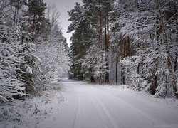 Ośnieżona droga i drzewa w zimowym lesie