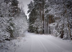 Las, Ośnieżone, Drzewa, Zaśnieżona, Droga, Zima