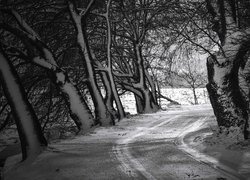 Droga, Drzewa, Zima, Czarno-białe