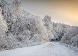 Ośnieżona droga pośród zimowego lasu