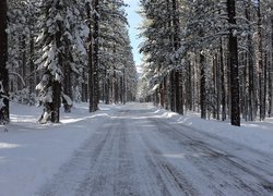Ośnieżona droga przez zimowy las iglasty