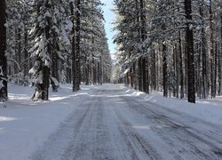 Zima, Las, Zaśnieżona, Droga, Śnieg, Drzewa