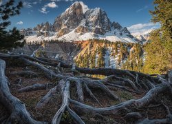 Góry, Góra Peitlerkofel, Drzewa, Przełęcz, Passo delle Erbe, Włochy