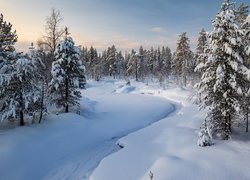 Zima, Las, Ośnieżone, Świerki, Drzewa, Śnieg, Rzeka