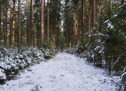 Ośnieżona ścieżka i krzewy pośród wysokich drzew w zimowym lesie