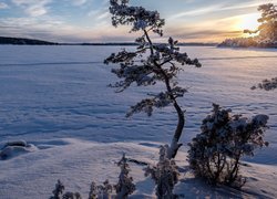 Ośnieżona sosna nad zasypanym śniegiem jeziorem