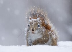 Ośnieżona wiewiórka na śniegu