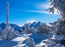 Austria, Góry Alpy, Zima, Ośnieżone, Świerki