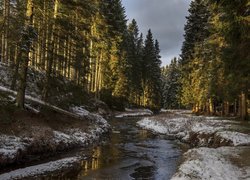 Ośnieżone brzegi rzeki w słonecznym lesie