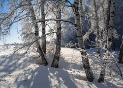 Zima, Las, Drzewa, Brzozy, Ośnieżone, Gałęzie