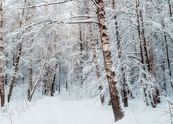 Ośnieżone brzozy w lesie