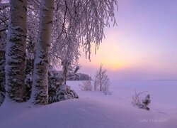 Zima, Śnieg, Ośnieżone, Brzozy, Krzewy, Poranek