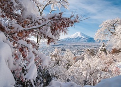 Ośnieżone drzewa, domy w dolinie i góra Fuji w tle