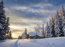 Ośnieżone drzewa i dom przy zasypanej śniegiem drodze