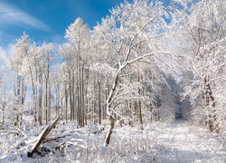 Zima, Ośnieżone, Drzewa, Zaśnieżona, Droga, Las