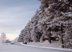 Ośnieżone drzewa i droga w zimowy poranek